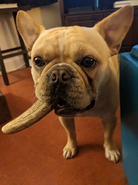 A small bulldog with a very large antler in its mouth.